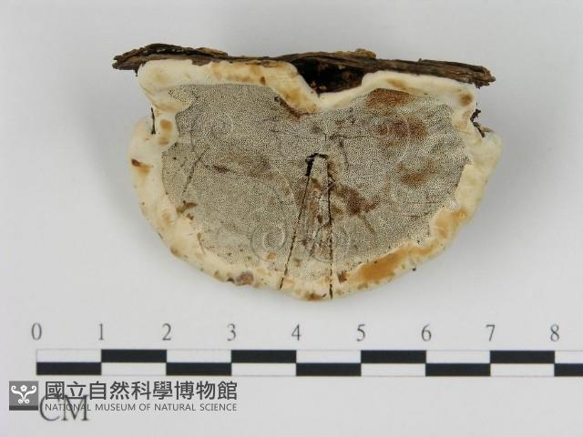 登錄號:F0013969藏品圖，第1張