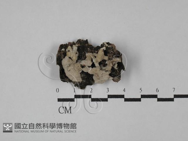 裂褶菌藏品圖，第1張