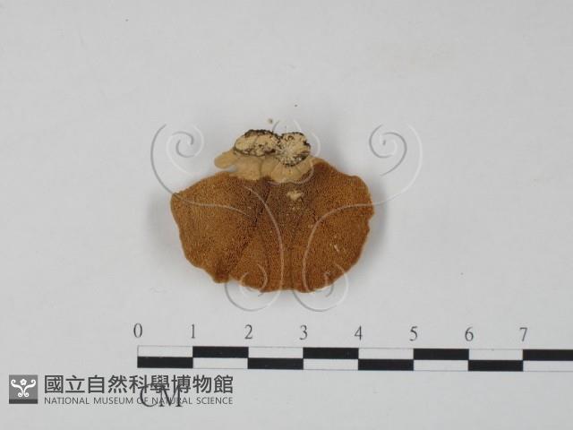 雲芝藏品圖，第1張