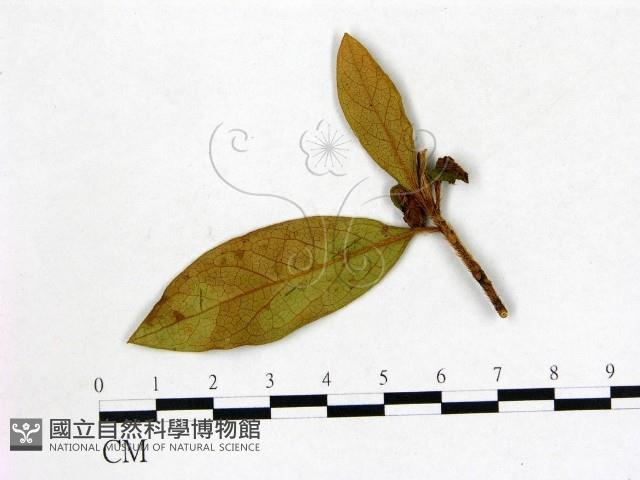 登錄號:F0020669藏品圖，第1張