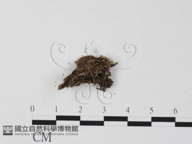 館號:F0000669藏品圖，第1張