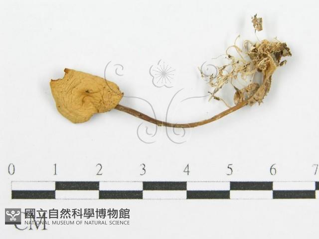 登錄號:F0010669藏品圖，第1張