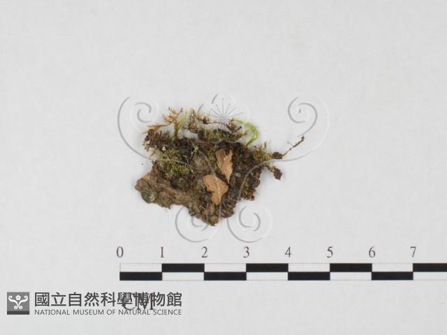 登錄號:F0026669藏品圖，第1張