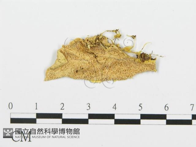 登錄號:F0006669藏品圖，第1張