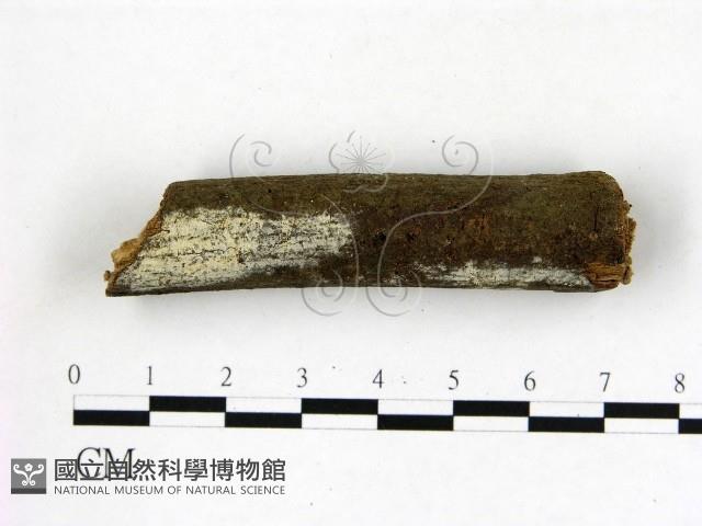 冇骨消絲齒菌藏品圖，第1張