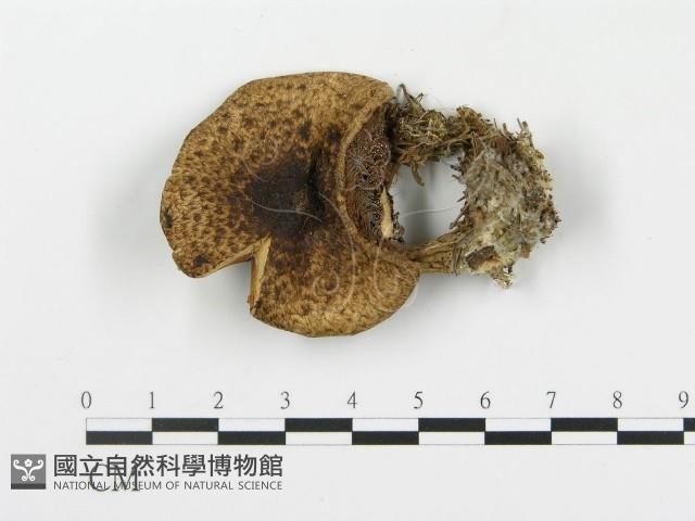 登錄號:F0001669藏品圖，第1張