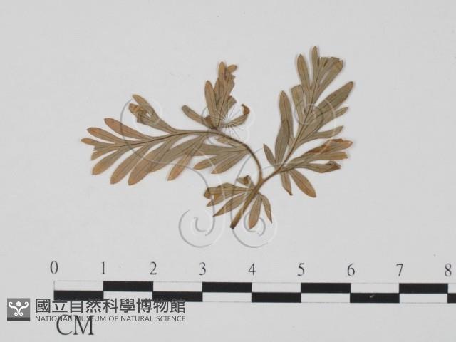 登錄號:F0011669藏品圖，第1張