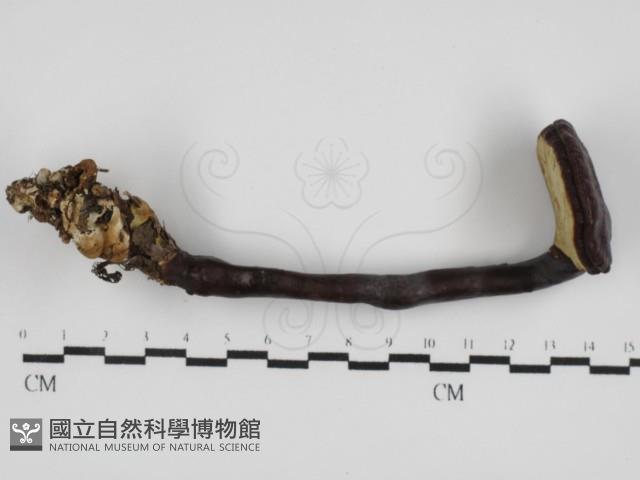 登錄號:F0031669藏品圖，第1張