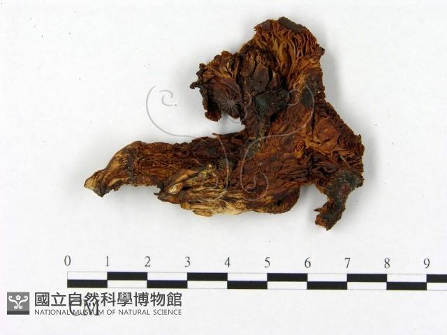 登錄號:F0004669藏品圖，第1張