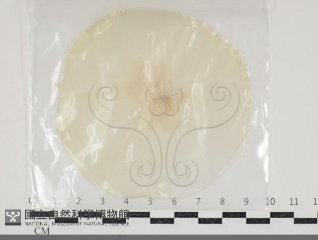 登錄號:F0034669藏品圖，第1張