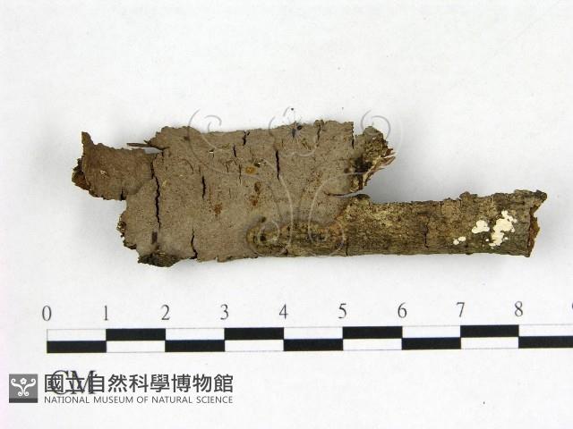 刺革菌屬藏品圖，第1張