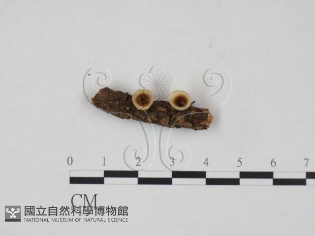 登錄號:F0002669藏品圖，第1張