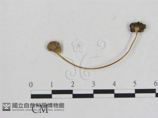 小菇屬藏品圖，第1張