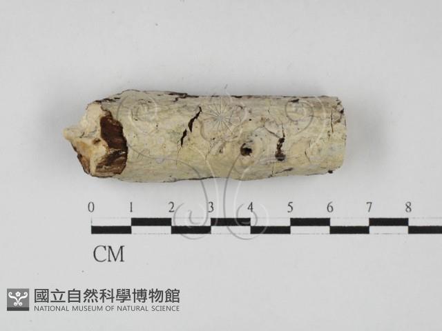 絲皮菌屬藏品圖，第1張