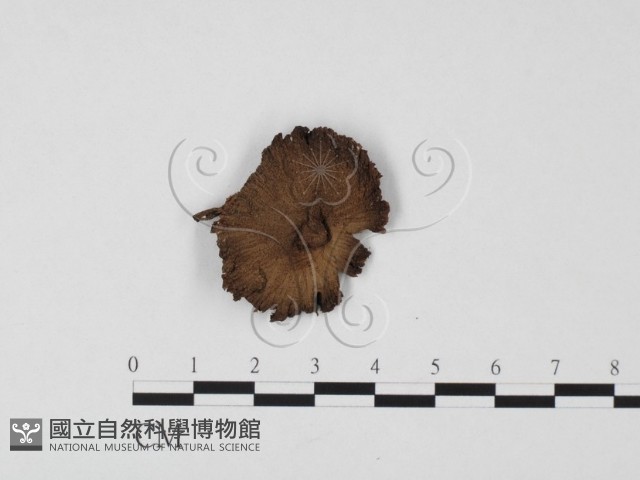 登錄號:F0025669藏品圖，第1張