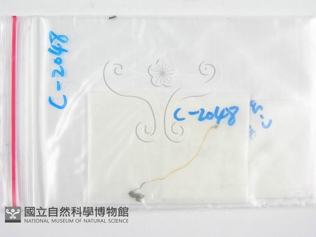 鬼傘屬藏品圖，第1張