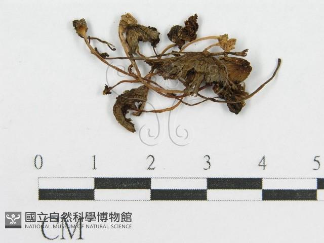 登錄號:F0015669藏品圖，第1張