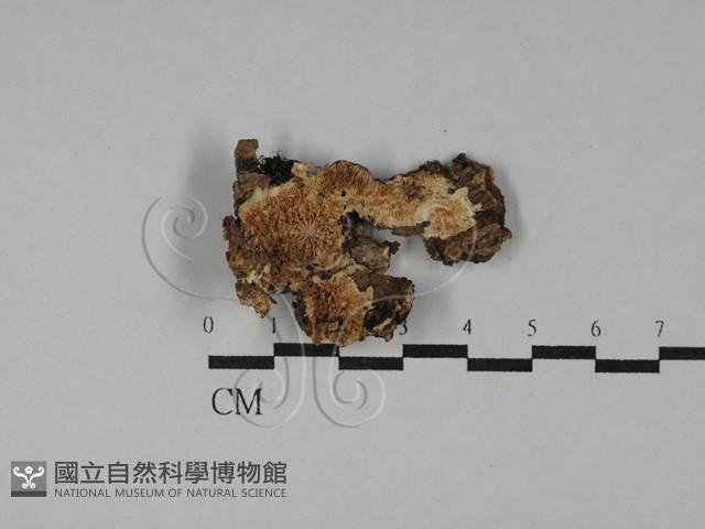 登錄號:F0029669藏品圖，第1張