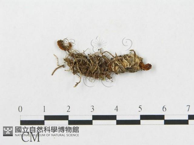 登錄號:F0009669藏品圖，第1張