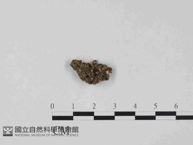 銀耳屬藏品圖，第1張