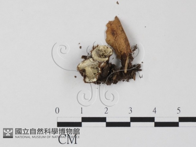 登錄號:F0003669藏品圖，第1張