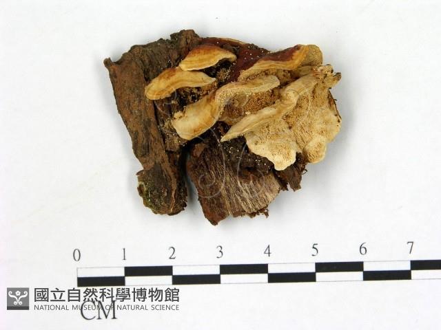 登錄號:F0013669藏品圖，第1張