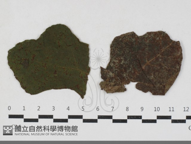 登錄號:F0033669藏品圖，第1張