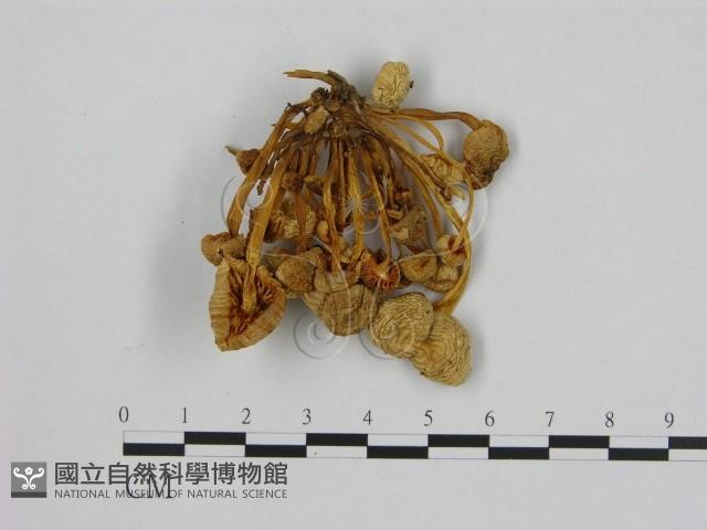 小菇屬藏品圖，第1張