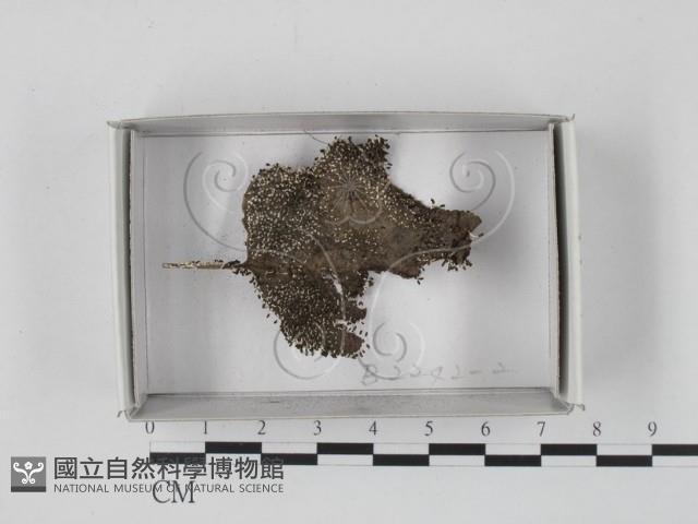 登錄號:F0018469藏品圖，第1張