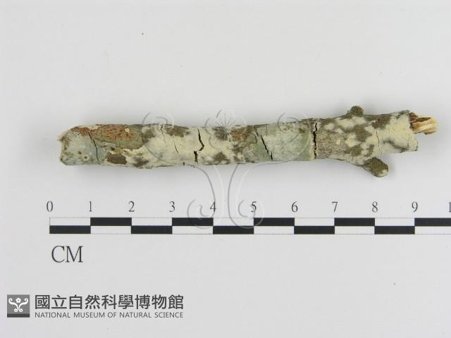 登錄號:F0020469藏品圖，第1張