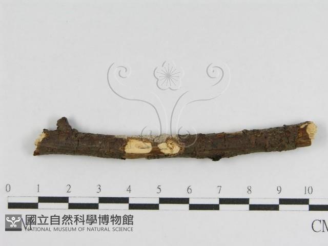登錄號:F0010469藏品圖，第1張