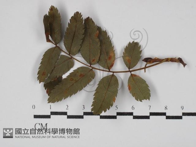 登錄號:F0030469藏品圖，第1張