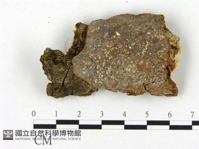 登錄號:F0006469藏品圖，第1張