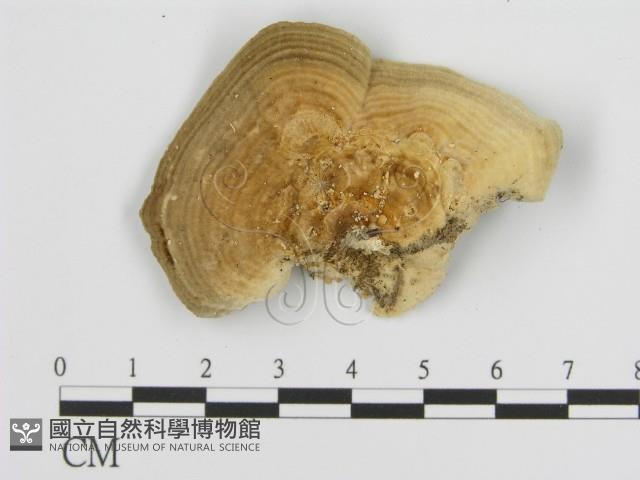 登錄號:F0016469藏品圖，第1張