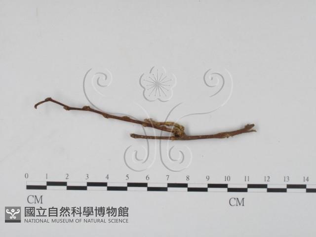 登錄號:F0011469藏品圖，第1張