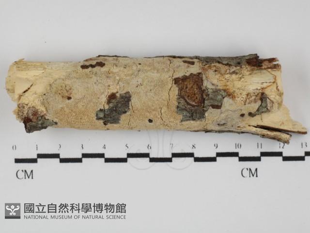 登錄號:F0031469藏品圖，第1張