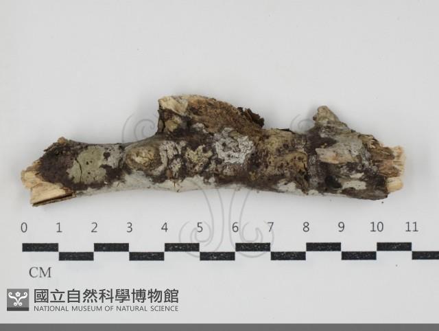 絲皮菌屬藏品圖，第1張