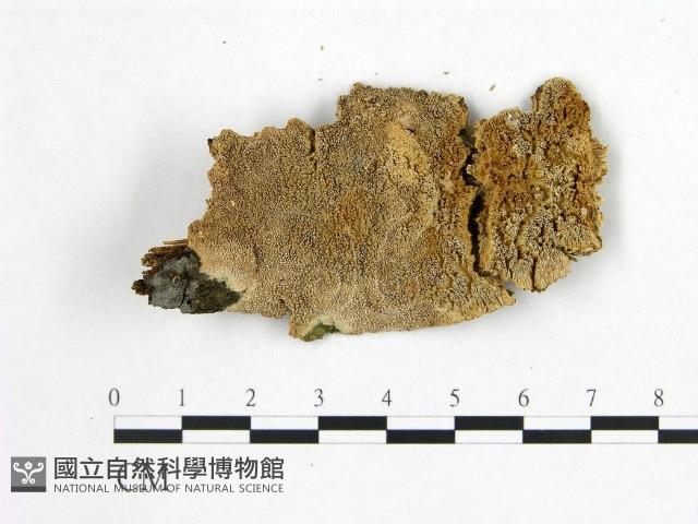 絲齒菌屬藏品圖，第1張