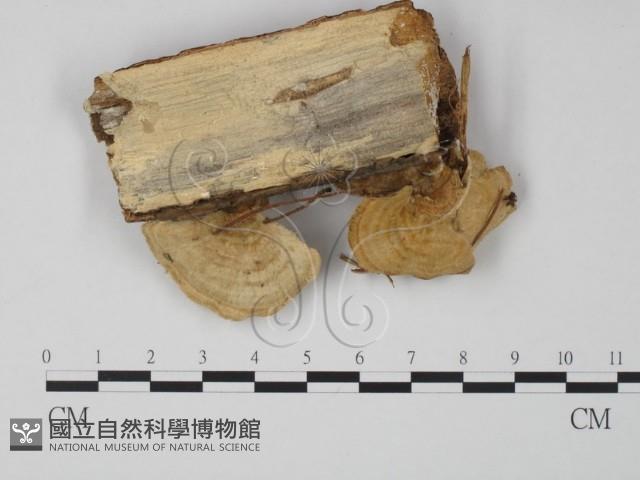 登錄號:F0002469藏品圖，第1張