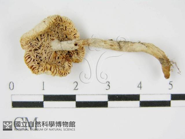 登錄號:F0012469藏品圖，第1張