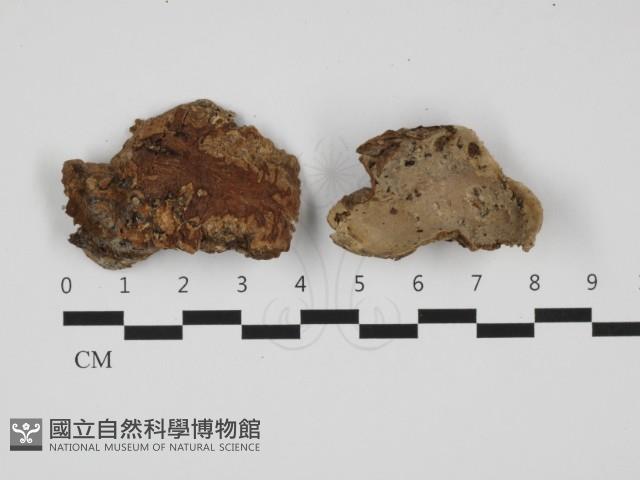 登錄號:F0032469藏品圖，第1張