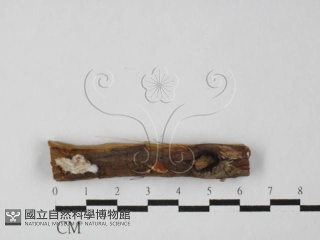 登錄號:F0027469藏品圖，第1張