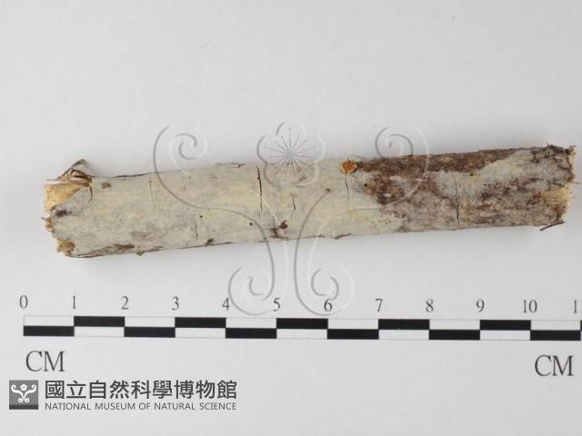 登錄號:F0025469藏品圖，第1張