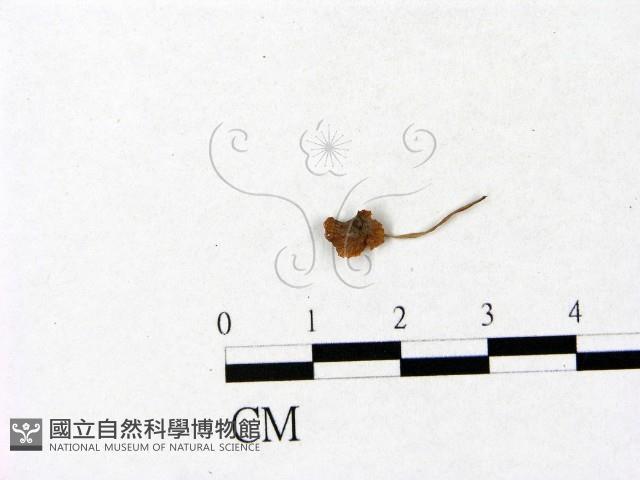 登錄號:F0005469藏品圖，第1張