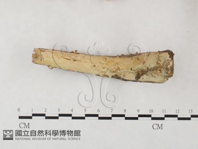 登錄號:F0015469藏品圖，第1張