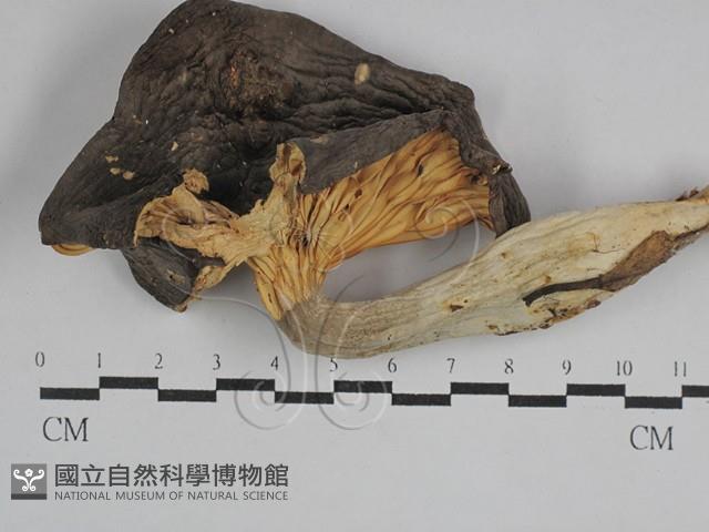 登錄號:F0029469藏品圖，第1張