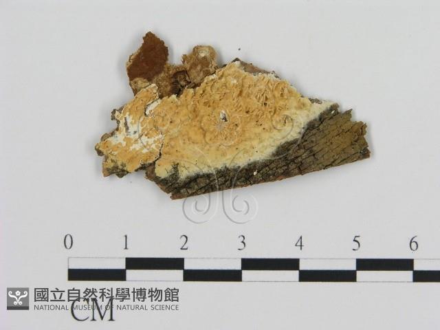 登錄號:F0009469藏品圖，第1張