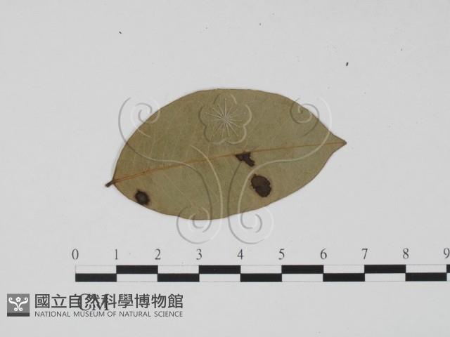 登錄號:F0019469藏品圖，第1張