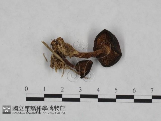 登錄號:F0023469藏品圖，第1張