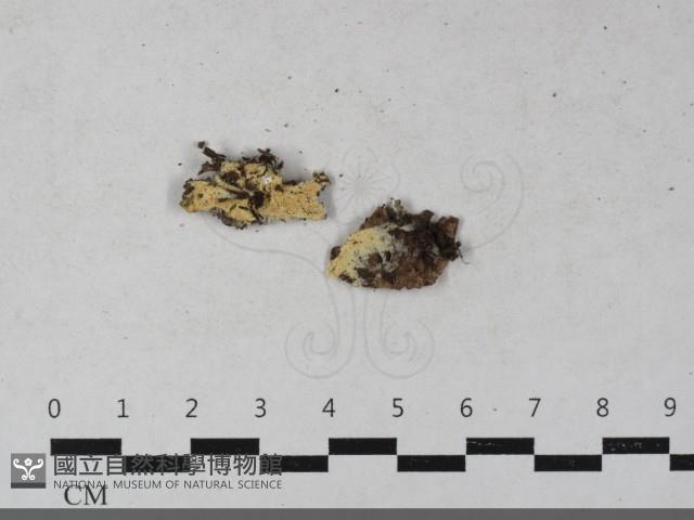 登錄號:F0033469藏品圖，第1張